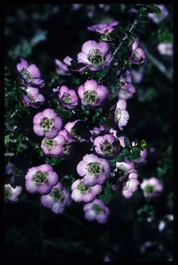 APII jpeg image of Leptospermum rotundifolium 'Lavender Queen'  © contact APII