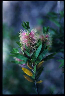 APII jpeg image of Callistemon 'Glasshouse Gem'  © contact APII