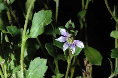 APII jpeg image of Scaevola 'Scacover'  © contact APII