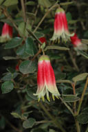 Correa 'Canberra Bells'