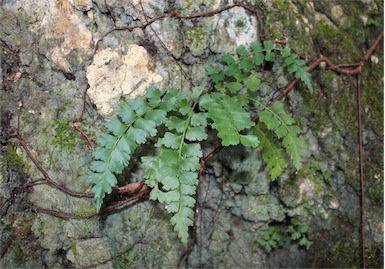 APII jpeg image of Asplenium listeri  © contact APII