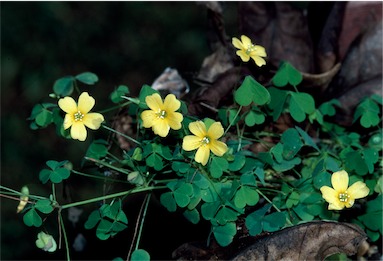 APII jpeg image of Oxalis corniculata  © contact APII