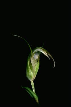 APII jpeg image of Pterostylis truncata  © contact APII