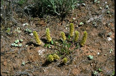 APII jpeg image of Ptilotus spathulatus  © contact APII