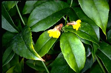 APII jpeg image of Scaevola enantophylla  © contact APII