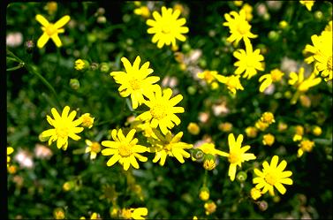 APII jpeg image of Senecio lautus  © contact APII