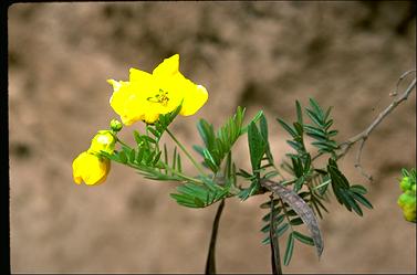 APII jpeg image of Senna aciphylla  © contact APII