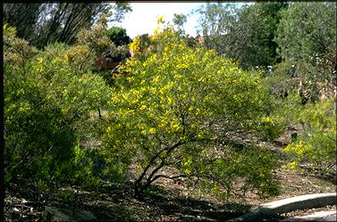 APII jpeg image of Senna nemophylla var. zygophylla  © contact APII