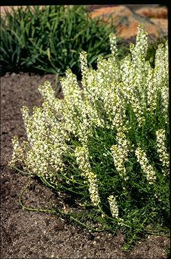 APII jpeg image of Stackhousia monogyna  © contact APII