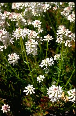 APII jpeg image of Stackhousia spathulata  © contact APII