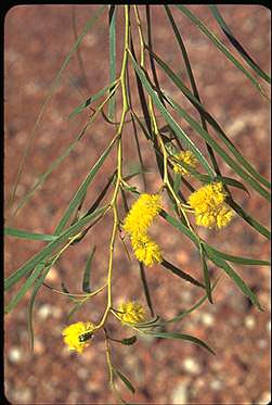 APII jpeg image of Acacia ancistrocarpa  © contact APII