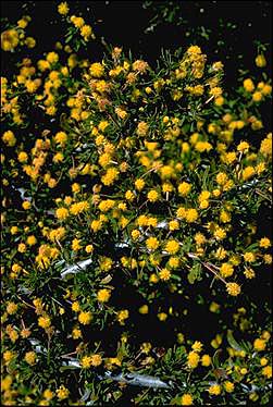 APII jpeg image of Acacia congesta  © contact APII