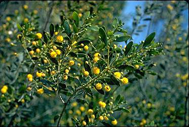 APII jpeg image of Acacia dictyophleba  © contact APII