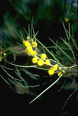 APII jpeg image of Acacia elongata  © contact APII