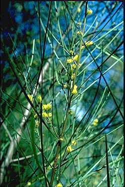 APII jpeg image of Acacia granitica  © contact APII