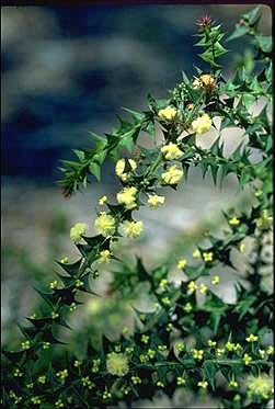 APII jpeg image of Acacia gunnii  © contact APII