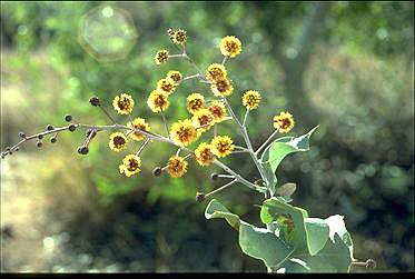 APII jpeg image of Acacia inaequilatera  © contact APII