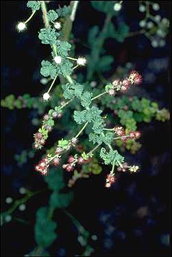 APII jpeg image of Acacia leptoclada  © contact APII