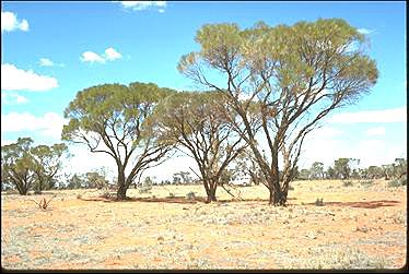 APII jpeg image of Acacia loderi  © contact APII