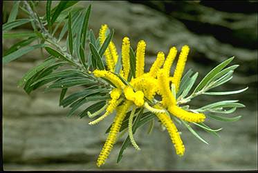 APII jpeg image of Acacia multistipulosa  © contact APII