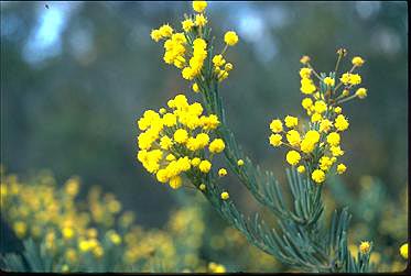 APII jpeg image of Acacia mutabilis subsp. angustifolia  © contact APII