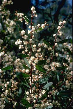 APII jpeg image of Acacia myrtifolia  © contact APII