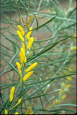 APII jpeg image of Acacia oldfieldii  © contact APII