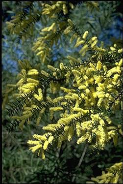 APII jpeg image of Acacia oxycedrus  © contact APII