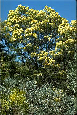 APII jpeg image of Acacia parramattensis  © contact APII