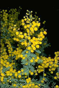 APII jpeg image of Acacia polybotrya  © contact APII