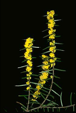 APII jpeg image of Acacia rhigiophylla  © contact APII