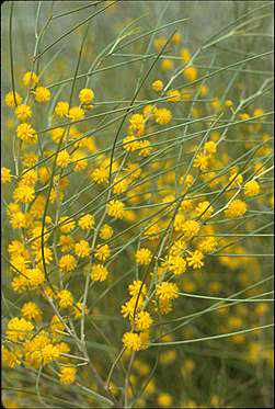 APII jpeg image of Acacia rigens  © contact APII