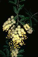 Acacia terminalis - click for larger image