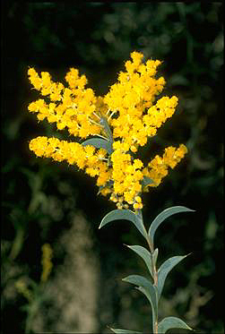 APII jpeg image of Acacia triptera  © contact APII