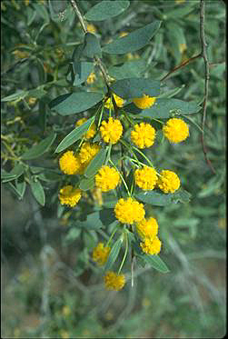 APII jpeg image of Acacia tysoni  © contact APII