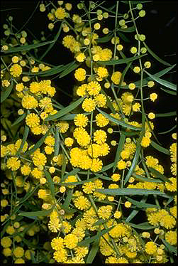 APII jpeg image of Acacia verniciflua  © contact APII