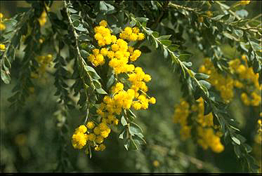 APII jpeg image of Acacia vestita  © contact APII