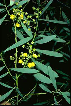 APII jpeg image of Acacia wattsiana  © contact APII