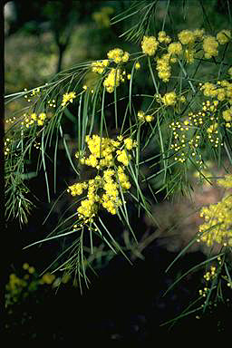 APII jpeg image of Acacia perangusta  © contact APII