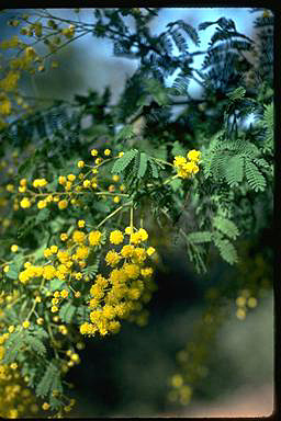 APII jpeg image of Acacia pubescens  © contact APII