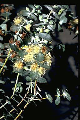 APII jpeg image of Eucalyptus pulverulenta  © contact APII