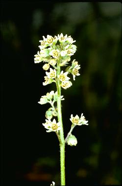 APII jpeg image of Cephalotus follicularis  © contact APII