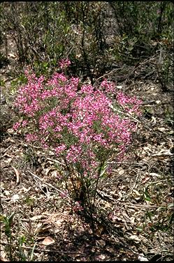 APII jpeg image of Comesperma ericinum  © contact APII