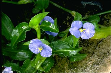 APII jpeg image of Commelina cyanea  © contact APII