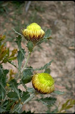 APII jpeg image of Banksia heliantha  © contact APII