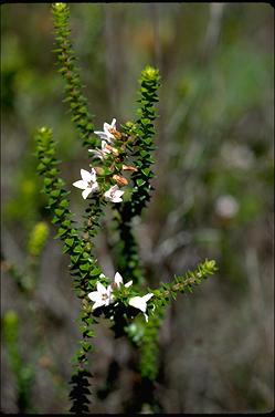 APII jpeg image of Epacris pulchella  © contact APII