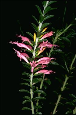 APII jpeg image of Eremophila calorhabdos  © contact APII