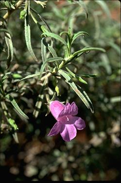 APII jpeg image of Eremophila gilesii  © contact APII