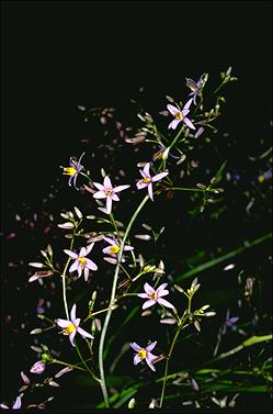 APII jpeg image of Dianella revoluta  © contact APII