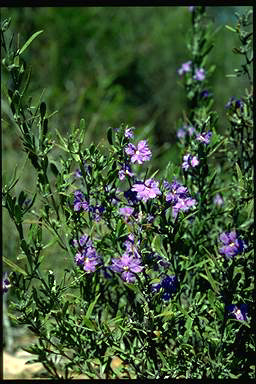 APII jpeg image of Dampiera lanceolata  © contact APII